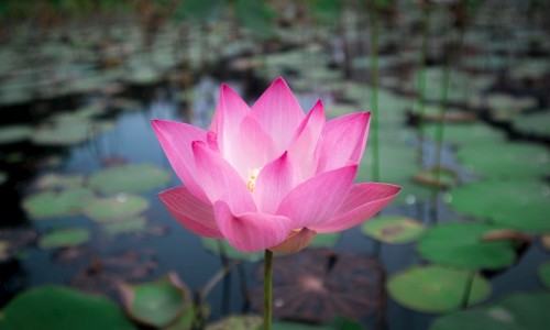 谢宸宇这个名字的寓意-谢宸鑫名字的寓意、谢辰名字怎么样 -谢宸熙这个名字好不好网